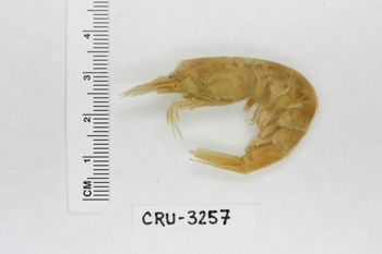 Media type: image;   Invertebrate Zoology CRU-3257 Description: Preserved specimen.;
